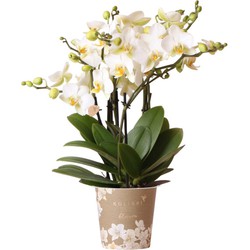 Kolibri Orchids | witte Phalaenopsis orchidee - Lausanne- potmaat Ø12cm | bloeiende kamerplant - vers van de kweker