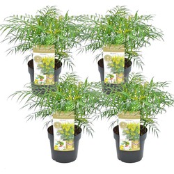 Mahonia 'Soft Caress' - Set van 4 - Mahonie - Pot 13cm - Hoogte 30-40cm