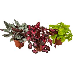 3x Begonia Beleaf Mix – Bladbegonia – Kamerplanten – Onderhoudsvriendelijk – ⌀12 cm - ↕20-25 cm