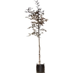 Roodbladige beuk Fagus syl. Atropunicea h 250 cm st. omtrek 8 cm