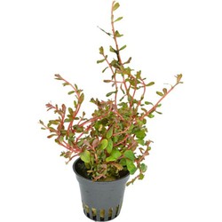 Eg rotala h ra nr99