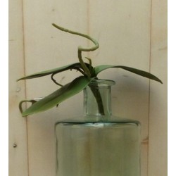 Kunstvlinderorchidee bladeren los - Warentuin Mix