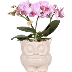 Kolibri Orchids | Phalaenopsis orchidee Blossom Roze in Owl pot nude - 35cm hoog - Ø9 cm
