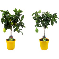 Citrus Limon - Citroenboom - Set van 2 - Pot 19cm - Hoogte 60-70cm