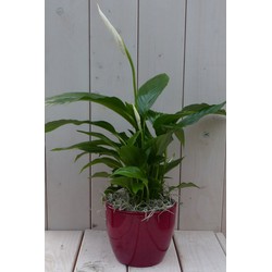 Lepelplant Spathiphyllum rode pot 40 cm