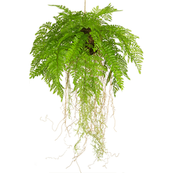 Hoyz Greenery - Kunst hangplant Varen met wortels d35 cm met hangsysteem