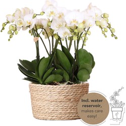 Kolibri Orchids | witte orchideeënset in Reed Basket incl. waterreservoir | drie witte orchideeën Ghent 12cm | Mono Bouquet wit met zelfvoorzienend waterreservoir.