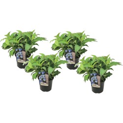 Hydrangea serrata Zomerglans - Set van 4 - Hortensia - Pot 19cm - Hoogte 25-40cm