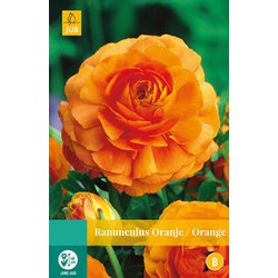 2 stuks - Ranunculus Oranje 7 bollen