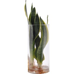 Sanseveria in Cylinderglas (PNLSUP12-CYL - 18x30 cm)