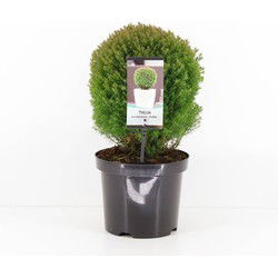 Thuja occidentalis teddy