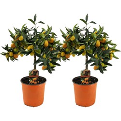 Citrus Kumquat - Set van 2 - Citroenboom winterhard - Pot 19cm - Hoogte 50-60cm
