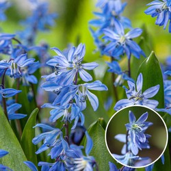 Scilla Siberica - Bloembollen x50 - Oosterse sterhyacint Blauw