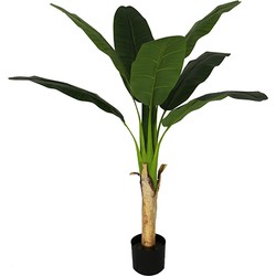 Bananenplant 120 cm - Buitengewoon de Boet