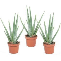 Aloë Vera - Set van 3 - Succulent - Pot 10,5cm - Hoogte 25-40cm