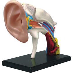 Educatief Speelgoed Anatomie model oor – 4D educatieve puzzel