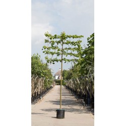 Linde als leiboom Tillia europaea Pallida h 340 cm st. omtrek 12 cm st. h 220 cm