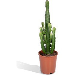 Hello Plants Euphorbia Acruensis Wolfsmelk - Ø 24 cm - Hoogte: 60 cm - Cactus Cowboycactus