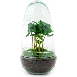 URBANJNGL - Planten terrarium• Egg Coffea Arabica • Ecosysteem plant • ↑ 25 cm