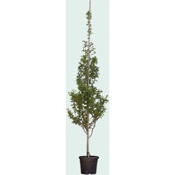 Zuil krentenboom (hoogstam) Amelanchier can. Rainbow Pillar 250 cm - Warentuin Natuurlijk