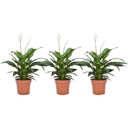 Spathiphyllum 'Lepelplant' - Set van 3 - Pot 12cm - Hoogte 30-40cm