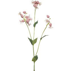 Silene spray pink 80 cm Emerald