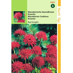 2 stuks - Samen Knautia Mazedonischer Ginster Roter Ritter - Hortitops