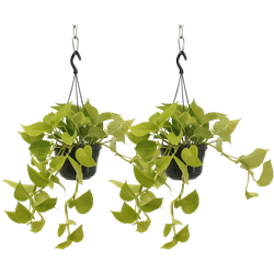 We Love Plants - Epipremnum Golden Pothos - 2 stuks - 25 cm lang - Hangplant
