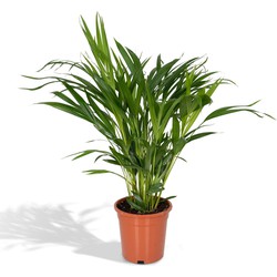 Hello Plants Dypsis Lutescens - Ø 17 cm - Hoogte: 60 cm - Areca Palm Kamerpalm