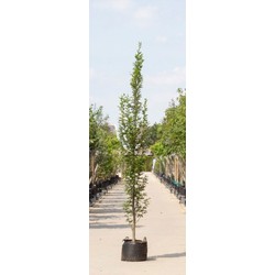 2 stuks! Zuil haagbeuk laagstam Carpinus betulus Fastigiata h 250 cm st. h 30 cm boom