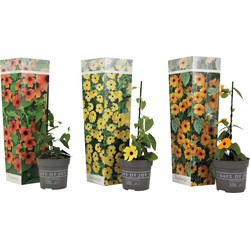 Thunbergia - Geel, Oranje, Rood - Mix van 3 - Klimplant - ⌀9cm - Hoogte 25-40cm