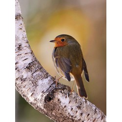 Roodborst berk 50x70cm Tuinschilderij