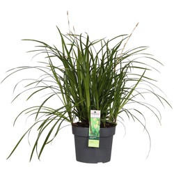 Hello Plants Carex Irish Green Zegge - Siergras - Ø 19 cm - Hoogte: 40 cm
