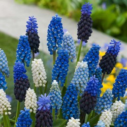 Muscari Magic Mix - Bloembollen x50 - Druifhyacinten - Bloembollenmix