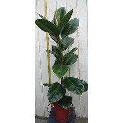 Kamerplant Ficus elastica robusta 80 cm - Warentuin Natuurlijk