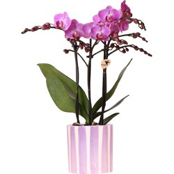 Kolibri Orchids | paarse phalaenopsis orchidee Vienna + Painted Stripe pot lila - potmaat Ø9cm | bloeiende kamerplant - vers van de kweker