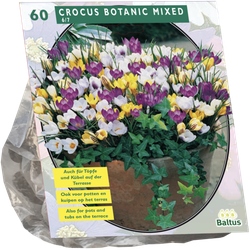 Crocus Botanisch Mix per 60 bloembollen