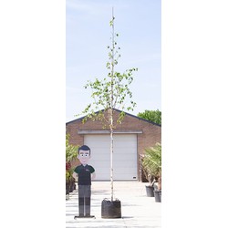 Witte himalaya berk Betula ut. jacquemontii h 450 cm st. omtrek 16 cm - Warentuin Natuurlijk