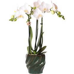 Kolibri Orchids | Witte Phalaenopsis orchidee – Amabilis + Twisted sierpot Emerald green – potmaat Ø9cm – 40cm hoog | bloeiende kamerplant in bloempot - vers van de kweker