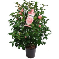 Hello Plants Camellia Japonica Bonomiana - Struik, Sierheester - Ø 29 cm - Hoogte: 90 cm
