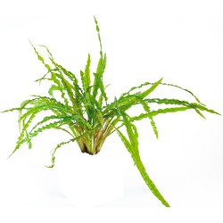 Easy grow 15 cryptocoryne balansae