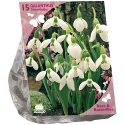 Bees & Butterflies Galanthus Woronowii per 15 bloembollen