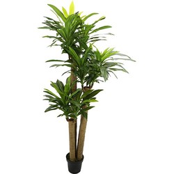 Corn stalk dracaena 190 cm - Buitengewoon de Boet