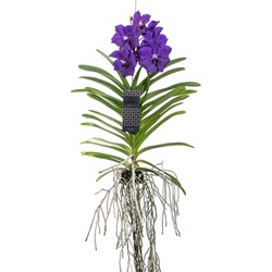 Vanda orchidee - Blauw - L - Hoogte 60cm