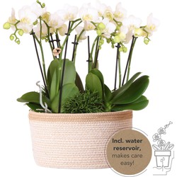 Kolibri Orchids | witte plantenset in Cotton Basket incl. waterreservoir | drie witte orchideeën Amabilis 9cm en drie groene planten | Jungle Bouquet wit met zelfvoorzienend waterreservoir