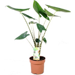 Alocasia Zebrina - Olifantsoor - Kamerplant - Pot 17cm - Hoogte 50-60cm