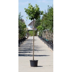 2 stuks! Amberboom bolvorm Liqiudambar s. Gum Ball h 220 cm st. omtrek 8 cm st. h 180 cm boom - Warentuin Natuurlijk