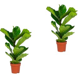 Floraya - Tabaksplant - Ficus Lyrata Bambino 2 stuks - ⌀12 cm - ↕30 cm