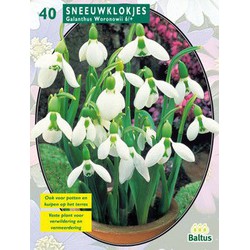 2 stuks - Galanthus, Wit per 25