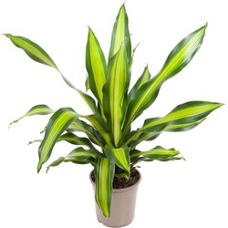 Dracaena fragrans 'Charley' - Drakenbloedboom - Pot 24cm - Hoogte 100-110cm